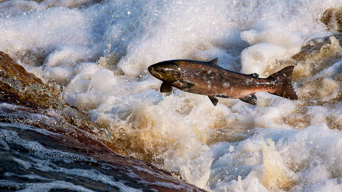 Altantic salmon leaping upstream over a small waterfall