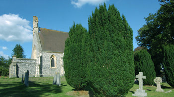Irish yew in churchyard Irish yew in churchyard