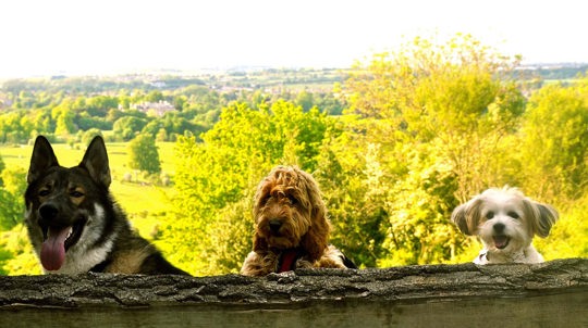 Dogs posing for photo, Tring Park