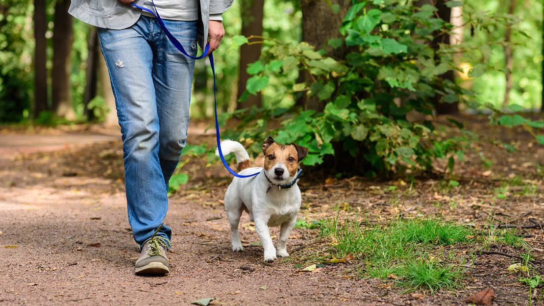 Jack russell dog on lead with owner in wood