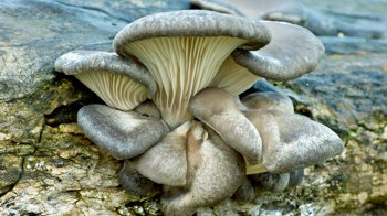 Oyster fungus growing on wood Oyster fungus growing on wood