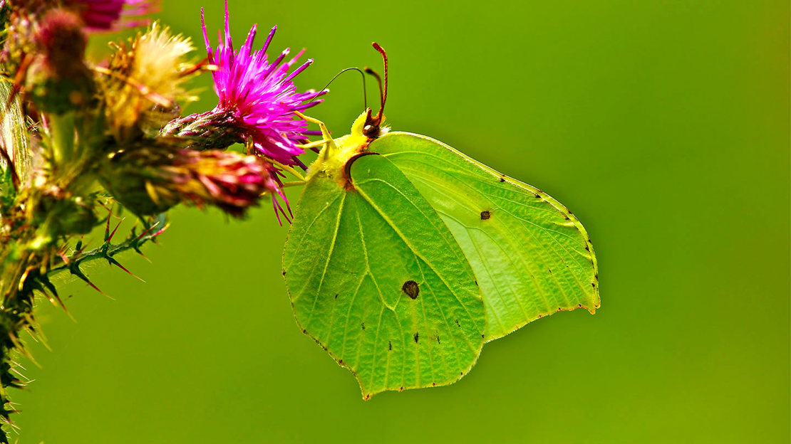 Brimstone butterfly feeding on knapweed