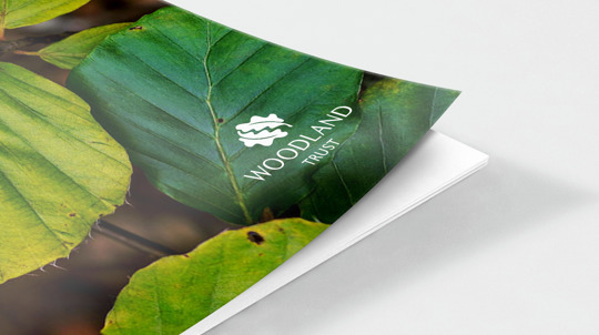 Beech leaf document cover