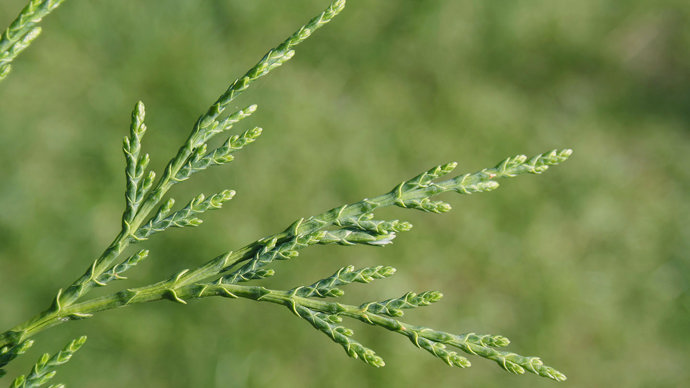 Cypress leyland leaves close-up