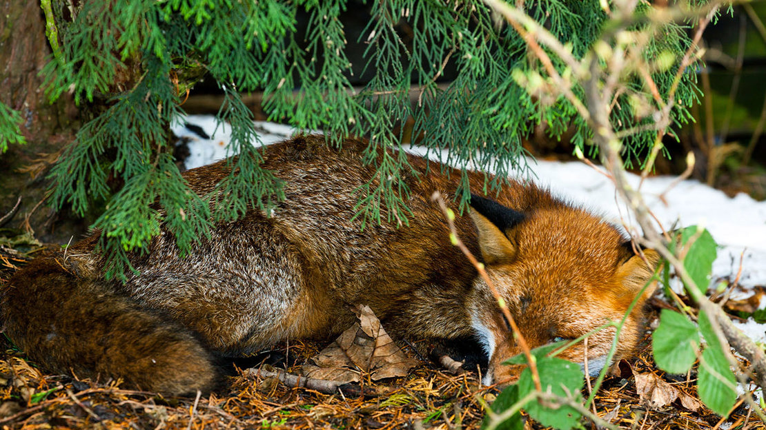 Fox asleep under cypress