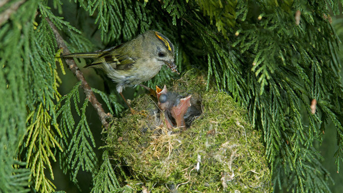 Goldcrest nest in cypress tree