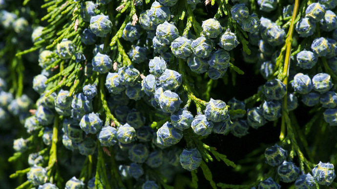 Cypress blue pine cones