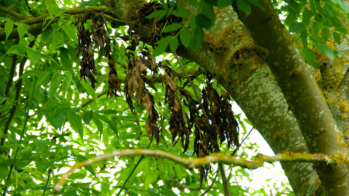 Dead leaves caused by ash dieback among live leaves
