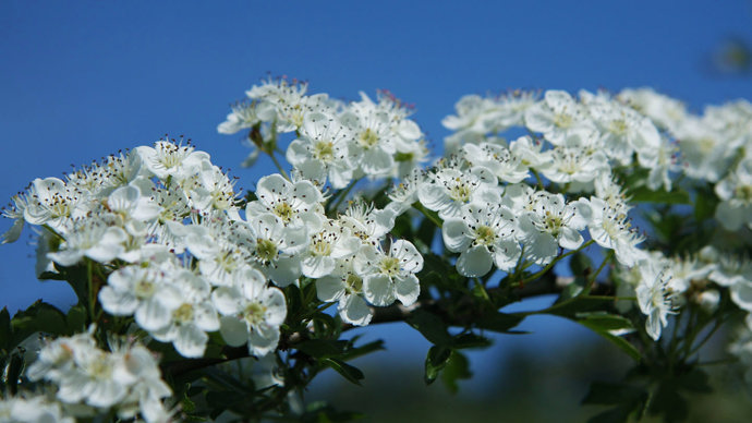 Hawthorn flowers with blue sky in background