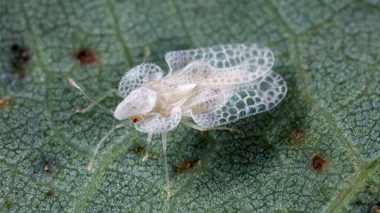 A young oak lace bug on a leaf