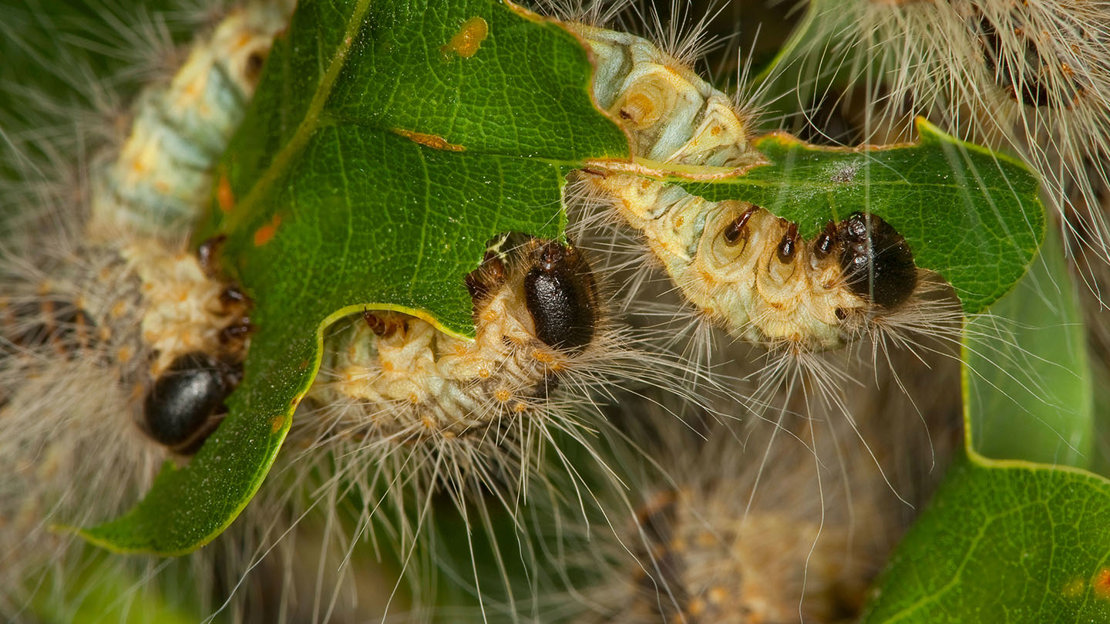 Oak processionary moths feeding on oak leaves