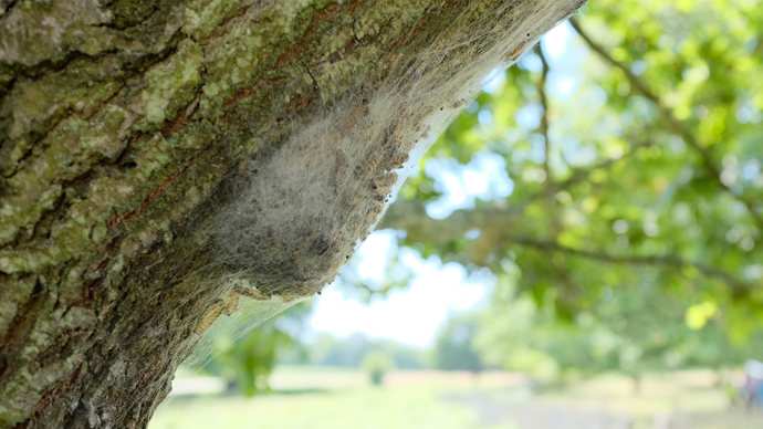 Oak processionary  moth nest on a tree trunk