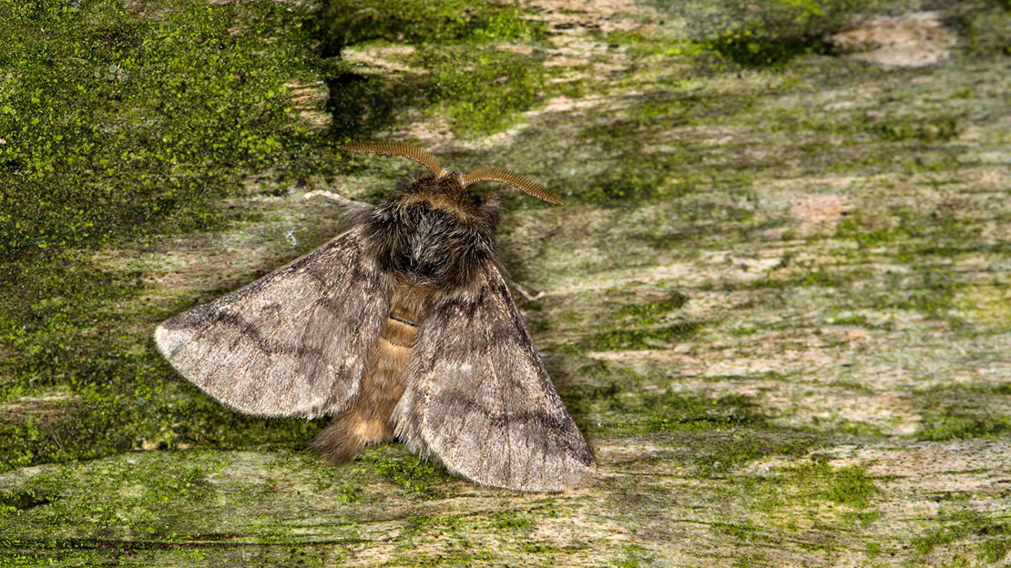 Adult oak processionary moth on mossy wood