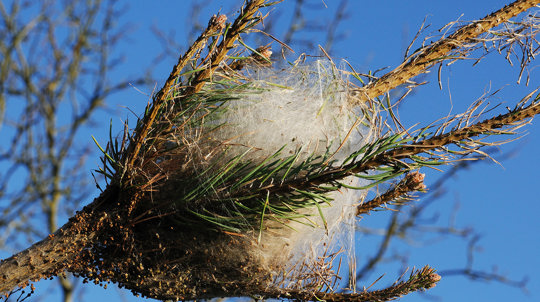 Pine processionary moth nest on pine tree