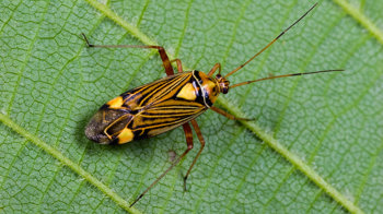 Fine streaked bugkin on leaf Fine streaked bugkin on leaf
