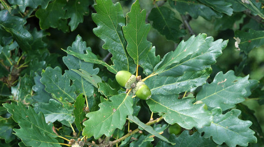 Sessile oak leaves with acorns