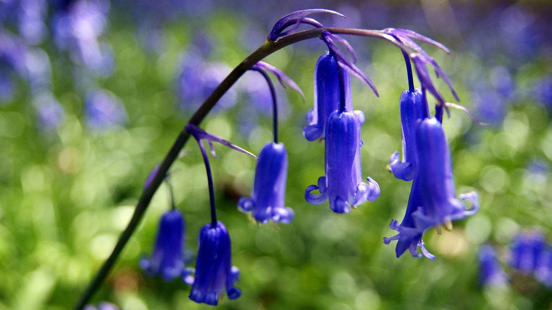 Bluebells close-up
