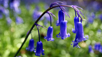 Bluebells close-up Bluebells close-up