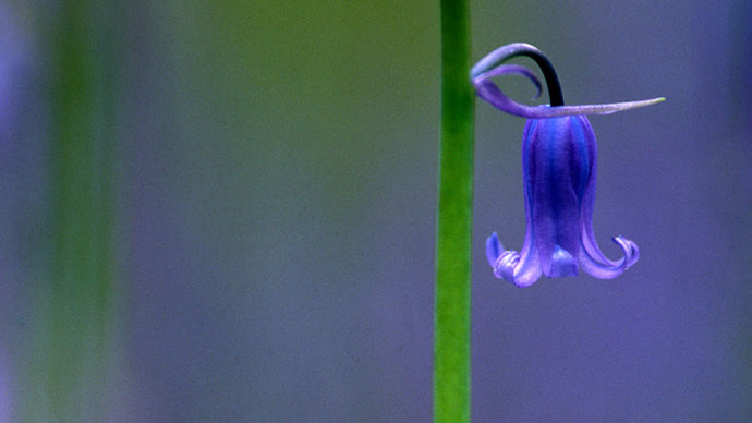 Bluebells flowering close-up