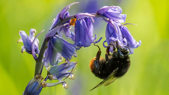 Bee pollinating a bluebell