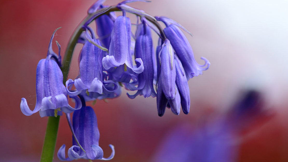 Bluebell close-up