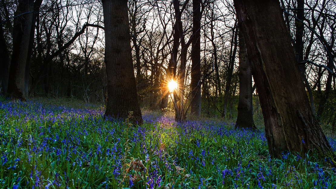 Bluebells at sundown in Aversley Wood