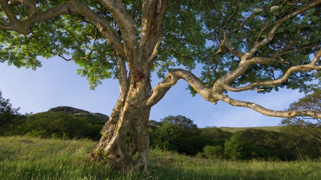 An old rowan tree standing in ancient pasture