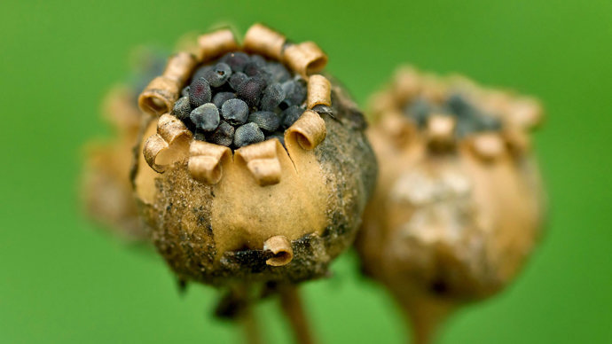 Red campion seedpods close-up