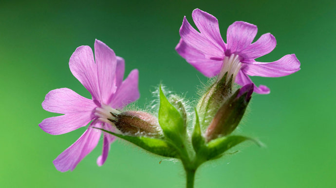 Red campion close-up side view