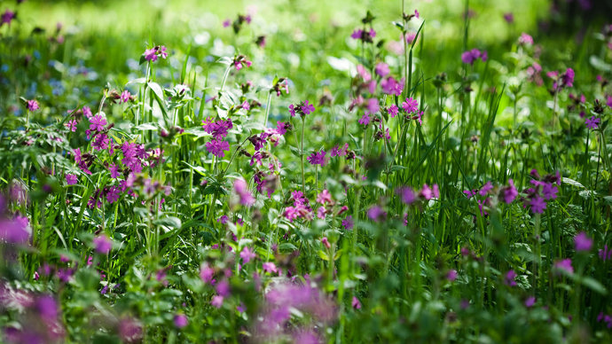 Red campions in spring