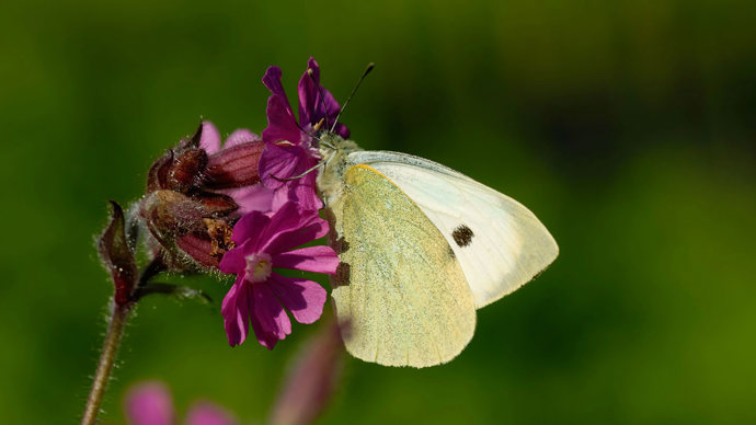 Large white butterfly on red campion