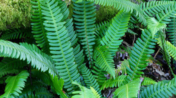 Hard fern fronds Hard fern fronds