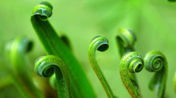 Hart's tongue fern spring growth Hart's tongue fern spring growth