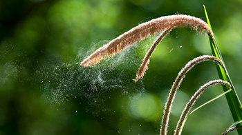 Pendulous Sedge Releasing Pollen Pendulous Sedge Releasing Pollen