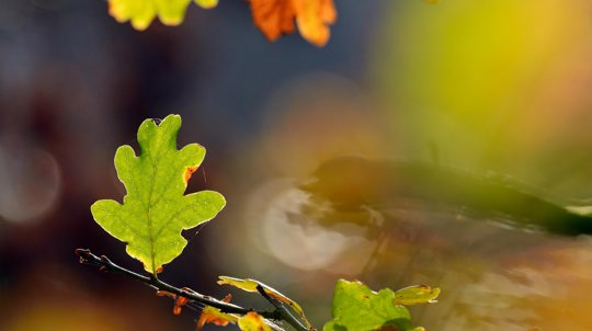 Sessile oak leaf