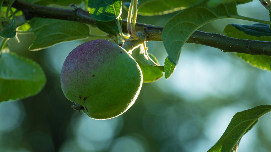 Apple, close up, Theydon Bois