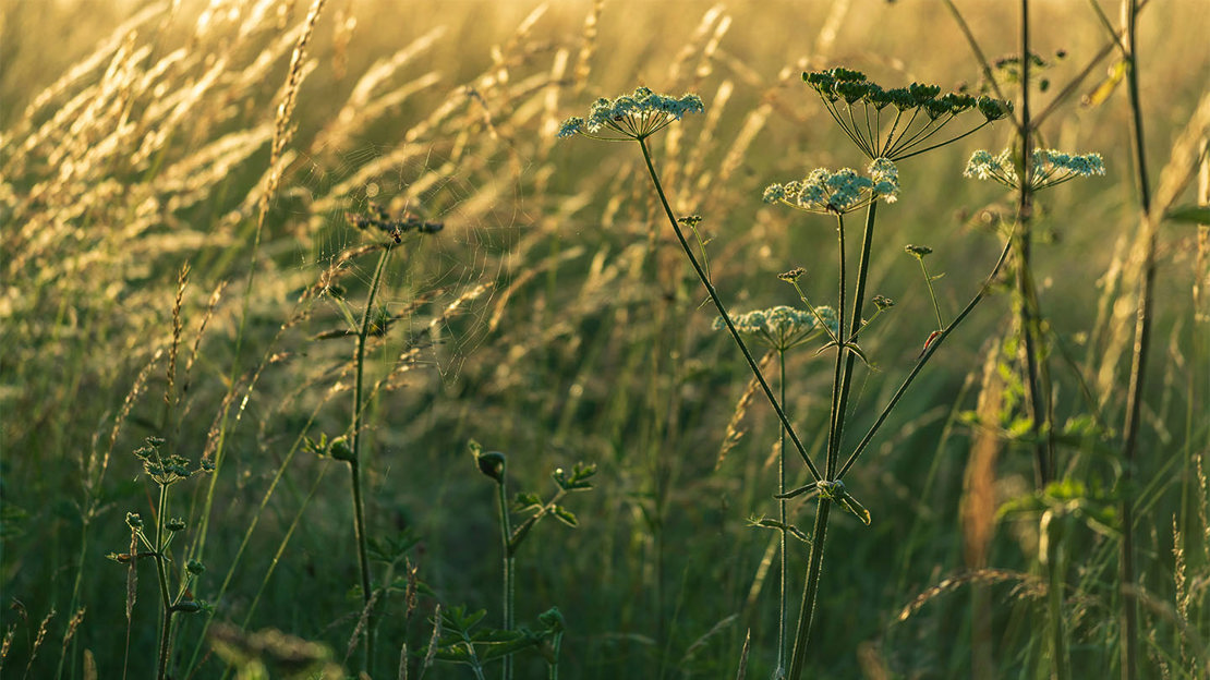 Grassland, close up, Theydon Bois