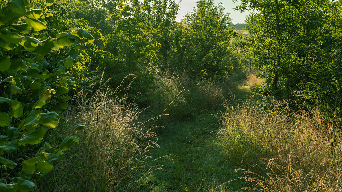 Grassy path through young wood, Theydon Bois