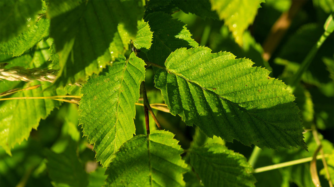 Sunlit leaves, Theydon Bois
