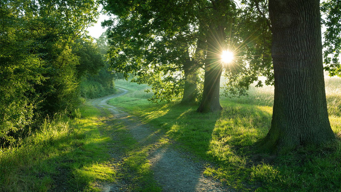 Sun-flare between trees bordering path, Theydon Bois