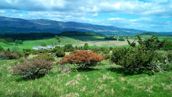 Dead and dying Juniper infected by Phytophthora Austrocedri