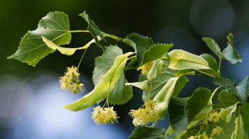 Small-leaved lime flowering branch Small-leaved lime flowering branch