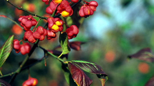 Spindle fruit and leaves