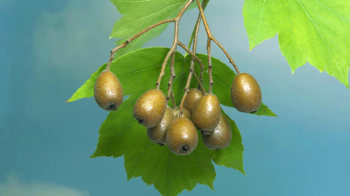 Wild service tree berries Wild service tree berries