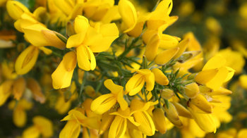 Bright yellow gorse flowers Bright yellow gorse flowers