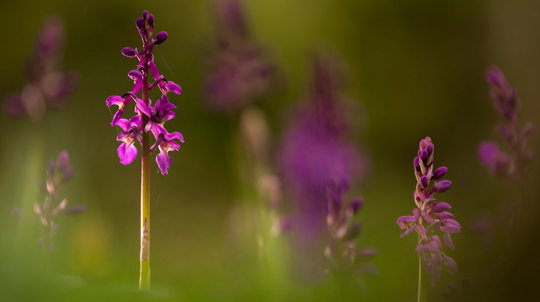 Early purple orchid with blurred background