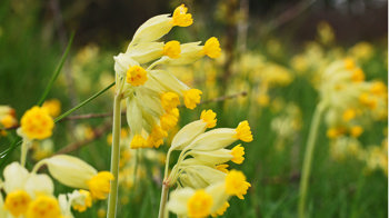 Cowslip close-up flowering in meadow Cowslip close-up flowering in meadow
