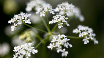 Cow parsley flowers  Cow parsley flowers