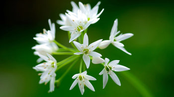 Wild garlic close-up Wild garlic close-up