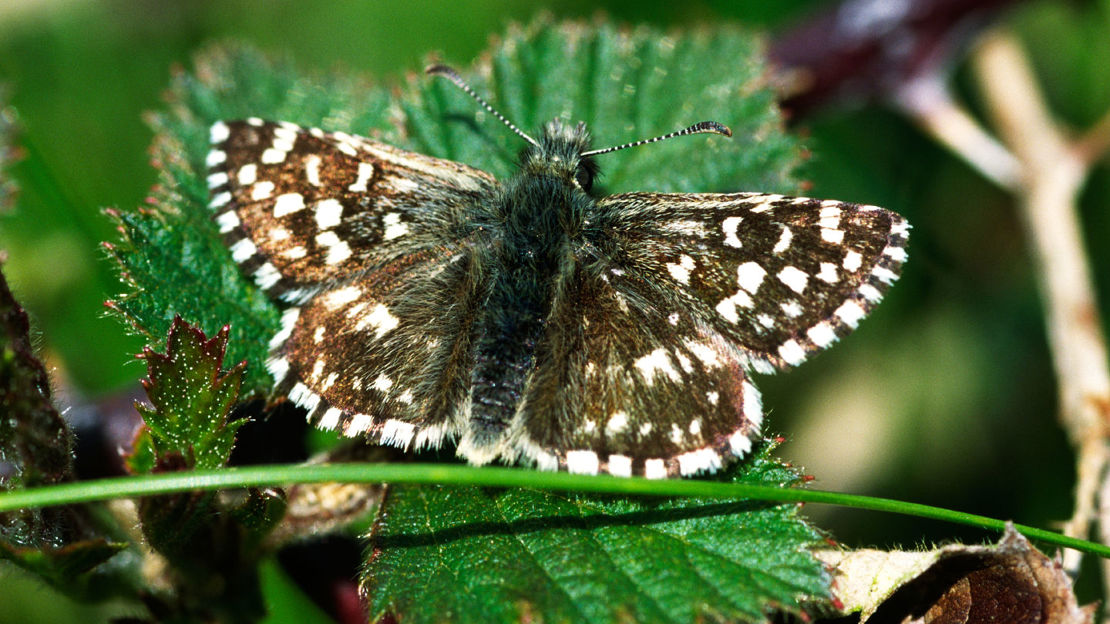 Grizzled skipper butterfly on leaf in summer
